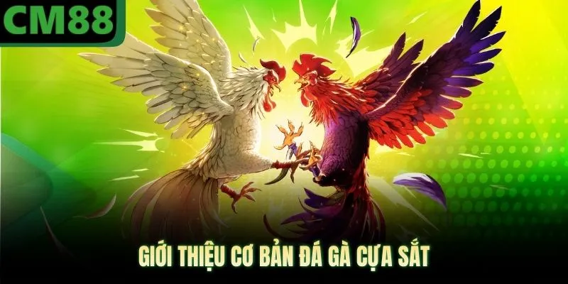 Giới thiệu cơ bản đá gà cựa sắt