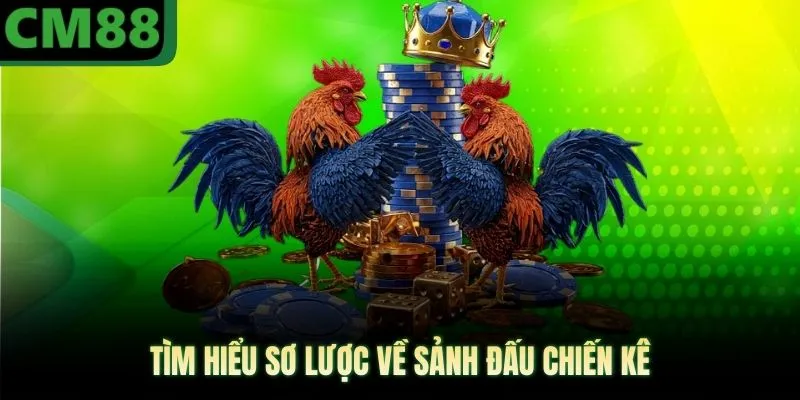 Tìm hiểu sơ lược về sảnh đấu chiến kê