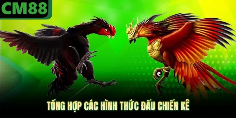 Tổng hợp các hình thức đấu chiến kê 